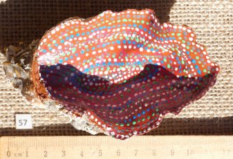 dots_nr_260